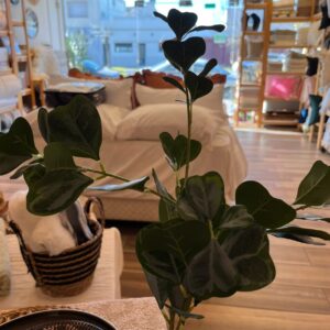 RAMA DE FICUS